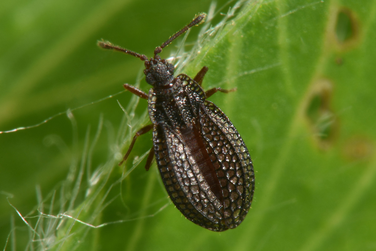 Tingidae:  Acalypta sp.? No, Campylosteira verna